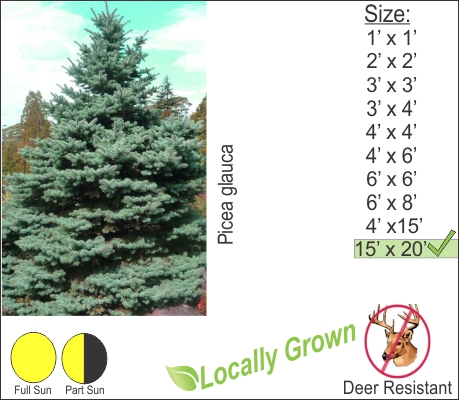 Evergreens